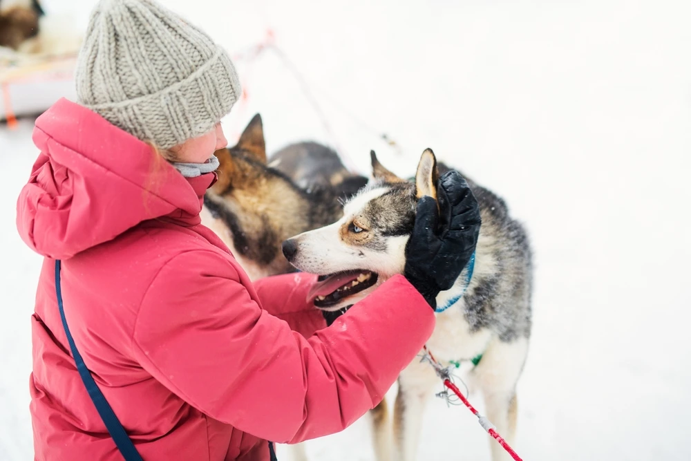 CuddelingWithSledgeDogsLeavBlog