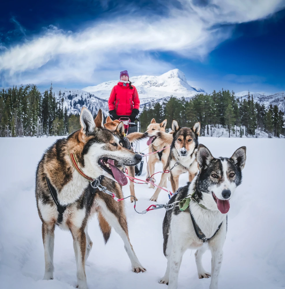 DogSledgePullingLeavBlog