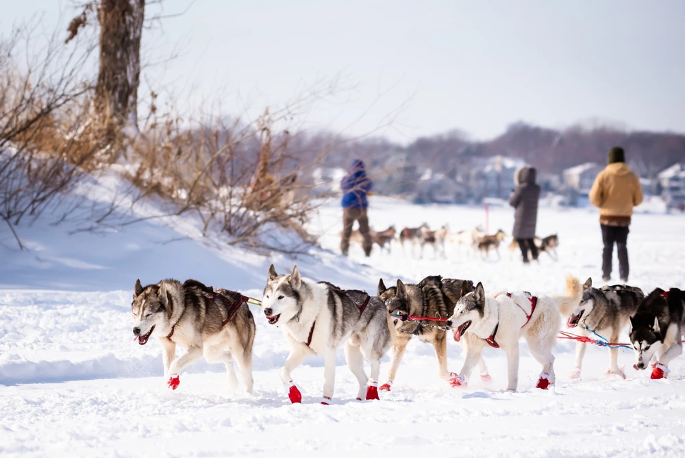 HuskySledDogsWorkingInAWinterSnowSceneLeavBlog