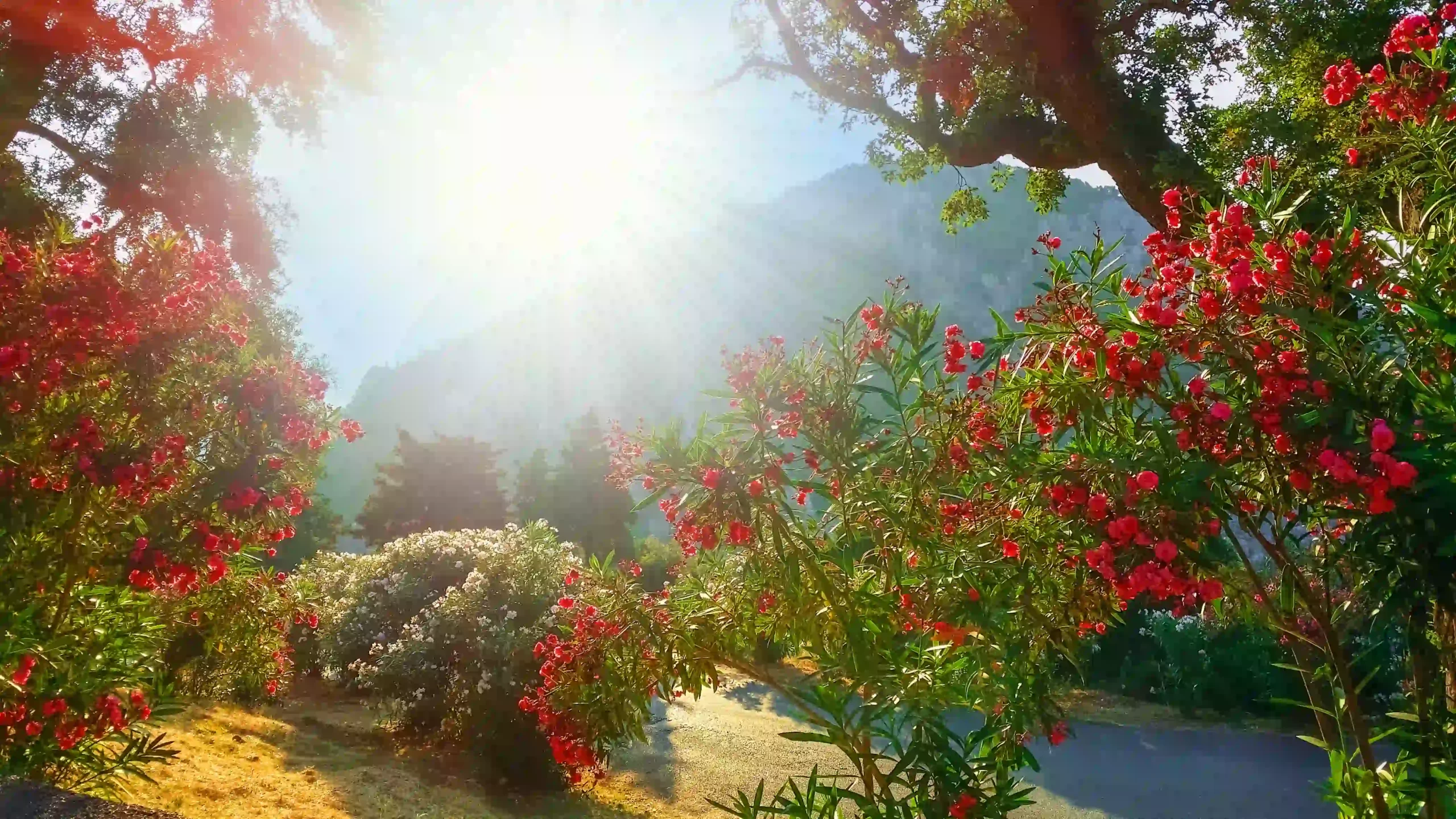 header1